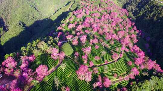 云南大理无量山樱花谷冬樱花和茶园茶树航拍