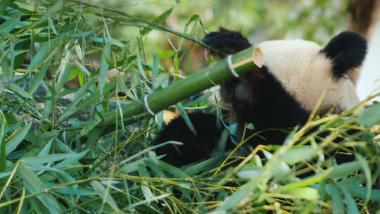 熊猫吃竹子视频素材模板下载