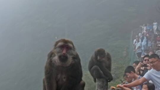 四川峨眉山猴子动物