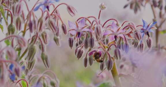 花，蜜蜂，授粉，场