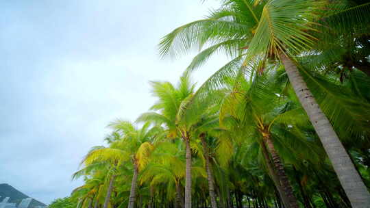 海南三亚 椰树椰林 海边椰子树 海滩度假