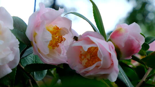 花园蜜蜂飞舞采蜜 茶花 中华野山蜂