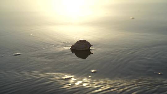 阳光沙滩下海螺贝壳海水浪花海滩沙子夕阳光