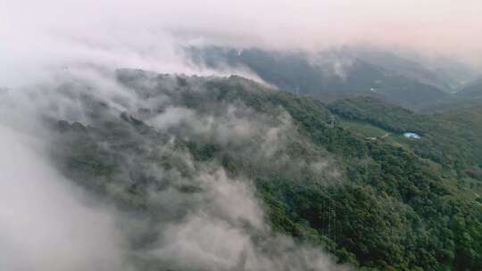 大山云雾森林