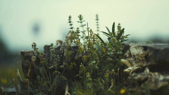 风中花草