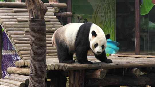实拍南昌动物园中大熊猫美灵
