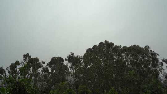 台风森林狂风暴雨风吹树林风吹雨打树木下雨