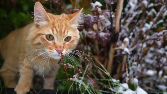 小橘猫在下雪的院子里玩耍