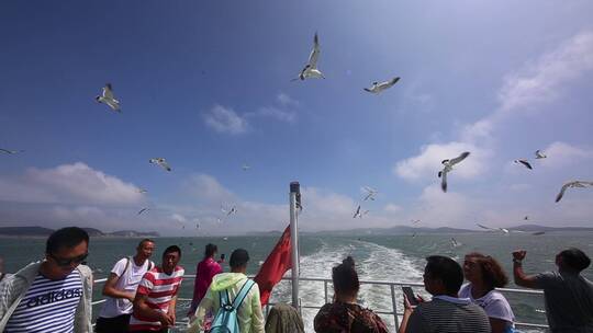 海鸥海鸟跟着行驶的轮船后海洋风光