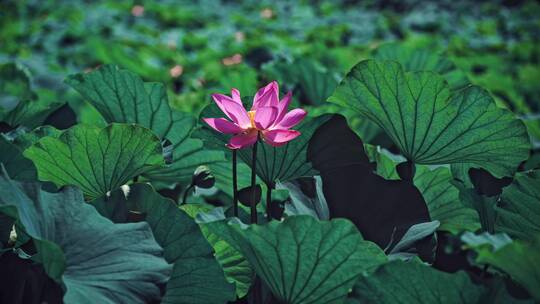 荷花自然涟漪露水池塘开花莲蓬公园花瓣雨诗