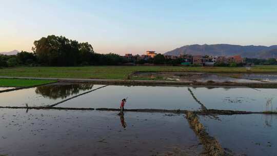 田园风光 水田 稻田 夏种 航拍 农忙