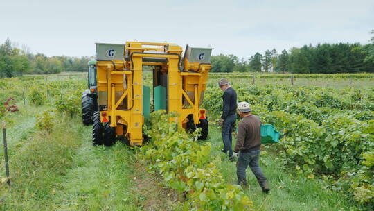 机器在葡萄园里采摘葡萄