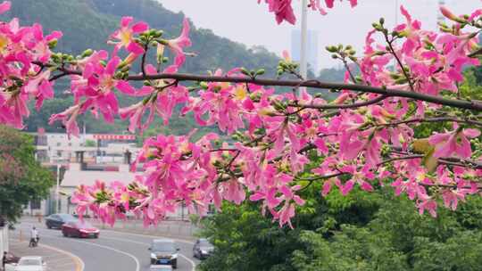 粉红色异木棉花 道路 车辆行驶 4327