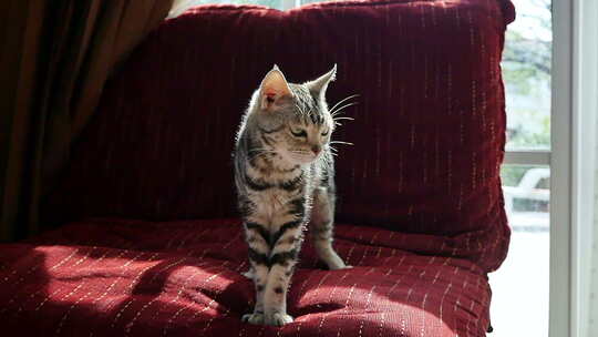 可爱的短毛猫站在沙发上