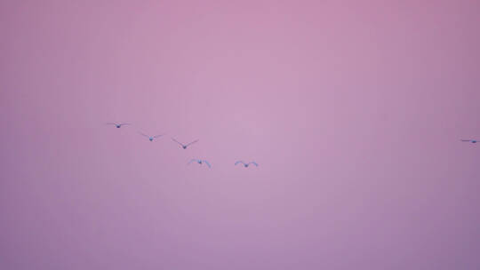 大雁飞过，鄱阳湖国家湿地公园