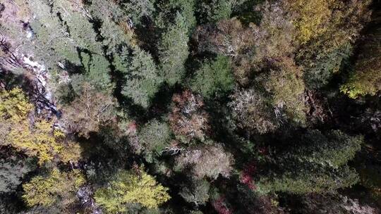 亚丁航拍树林和远处雪山视频素材模板下载