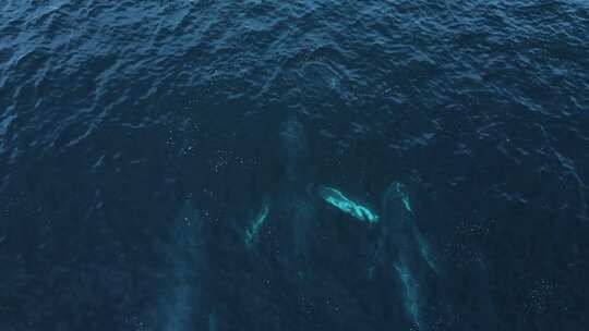 三只巨大的座头鲸一起浮出水面，鸟瞰，慢动作，卡尔斯巴德，海滨，达纳p