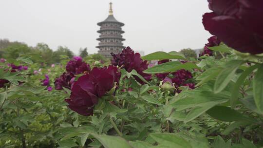 洛阳牡丹鲜花盛开生机勃勃绿叶古建筑素材