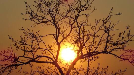 日落时阳光下唯美的枝头