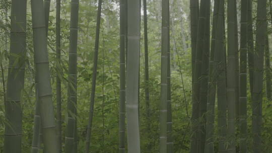 清新自然绿色户外竹林竹子竹叶唯美宣传背景视频素材模板下载