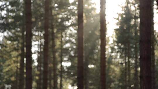 柔焦-阳光穿过森林树木视频素材模板下载
