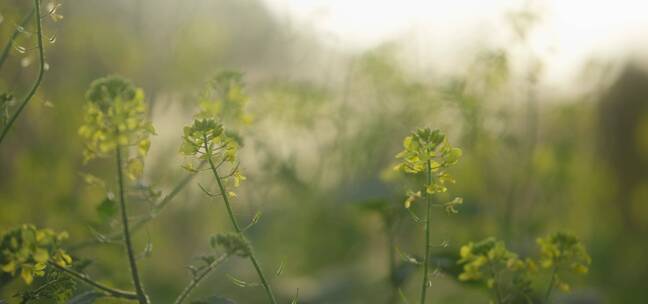 阳光下的黄花菜