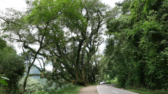 亚热带林地的小路