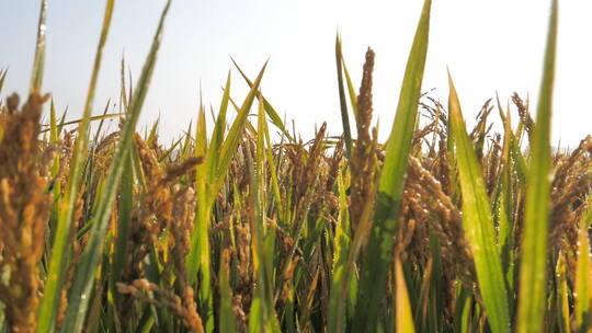 夏日秋后成熟的水稻水稻田