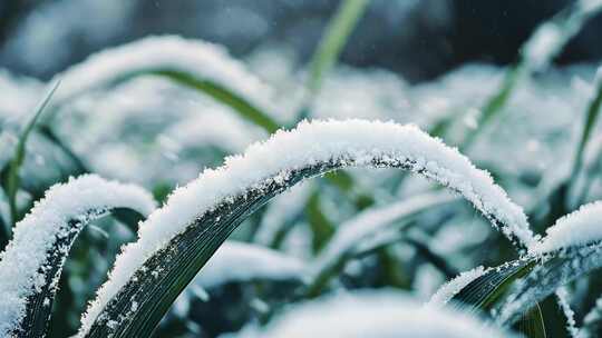 立冬 小雪 大雪 冬至 小寒 大寒 雪景