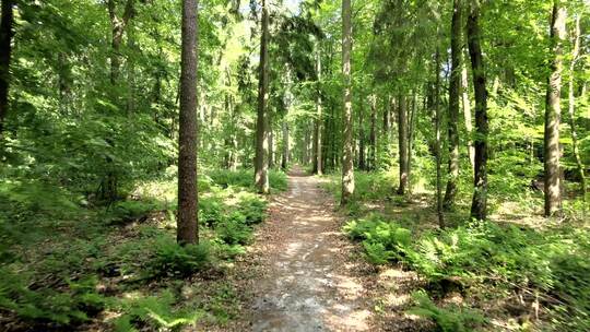 森林中的林间小道