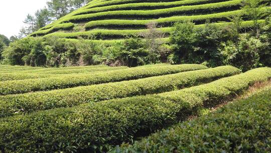 武夷山 武夷山茶 茶园 茶基地