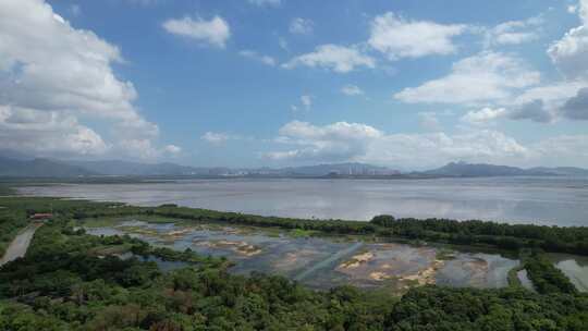 4K航拍深圳福田红树林湿地保护区