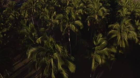 棕榈树顶视频素材模板下载