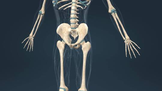医学医疗人体器官通用三维动画