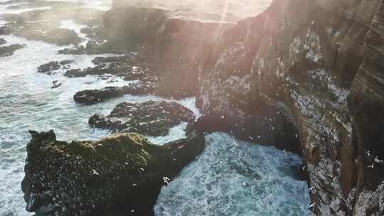 海鸟 海鸥 天涯海角 日出海鸟