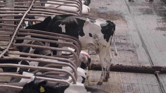 现代奶牛场内部奶牛及自动化挤奶产线