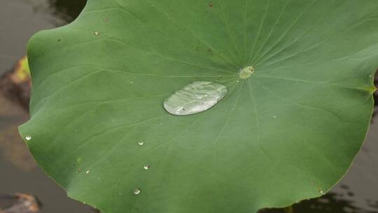 慢动作拍摄雨中荷叶中水珠的变化