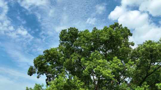 大树仰拍树林蓝天白云森林天空榕树古榕树王视频素材模板下载