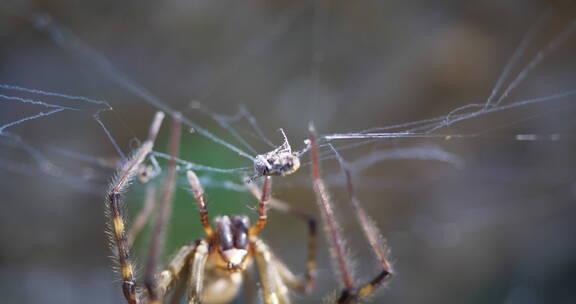 甲虫被蜘蛛网缠住一只蜘蛛捕获猎物