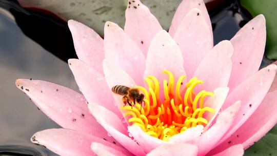 吃莲花的蜜蜂