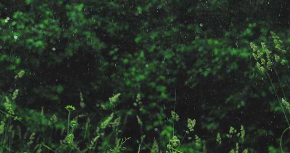 雨水落在绿色植物和树木上