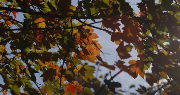 南方冬天 红花槭 金黄树叶摇曳 阳光光斑