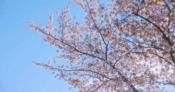 春天春季唯美的樱花空镜实拍