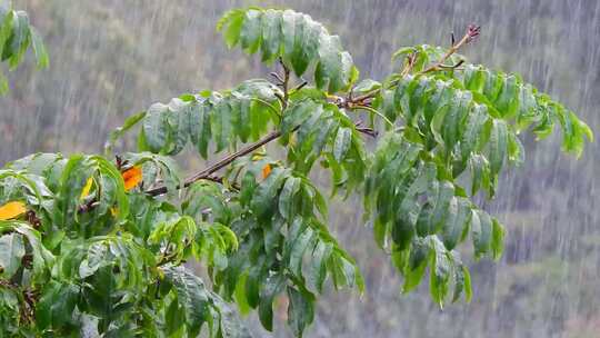 树枝和树叶上的降雨