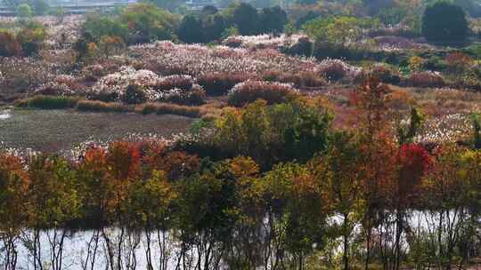 杭州余杭区北湖草荡湿地秋天风光航拍