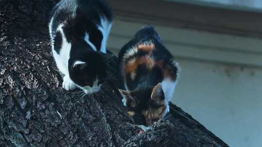 树上的两只小猫 小花猫 3视频素材模板下载