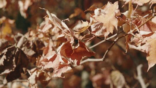 秋风中摇摆的树叶慢镜头