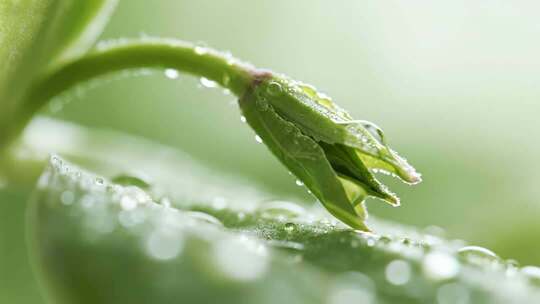 白露绿叶露珠清新自然微距视频