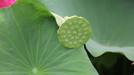 天汉湿地公园拍的荷池莲蓬