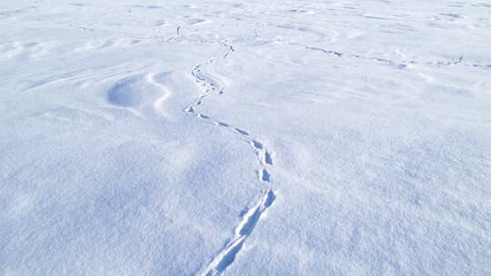 雪地里的动物足迹雪地里的脚印视频素材模板下载